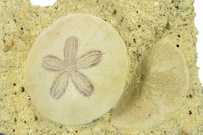 Two Fossil Sand Dollars - France #282673